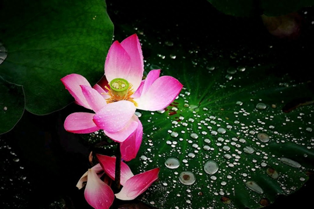 「散文」雨打荷叶，声声慢(图1)