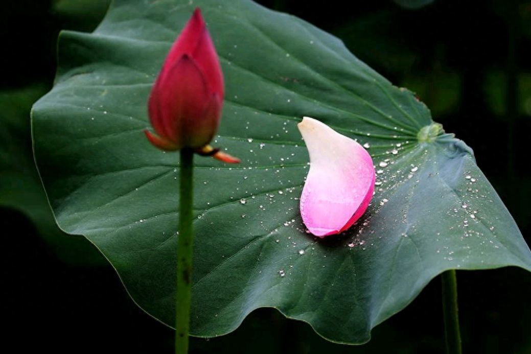 「散文」雨打荷叶，声声慢(图2)