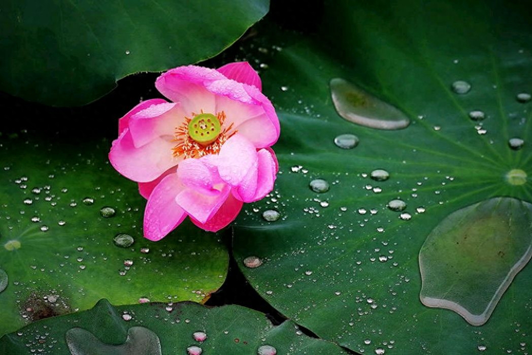 「散文」雨打荷叶，声声慢(图3)