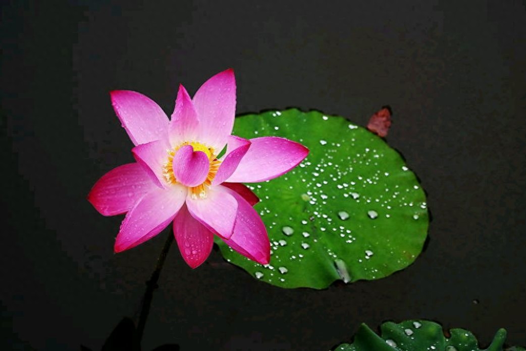 「散文」雨打荷叶，声声慢(图4)