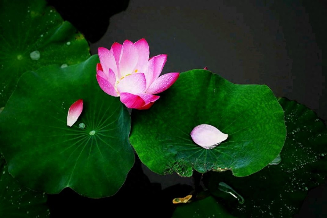 「散文」雨打荷叶，声声慢(图5)