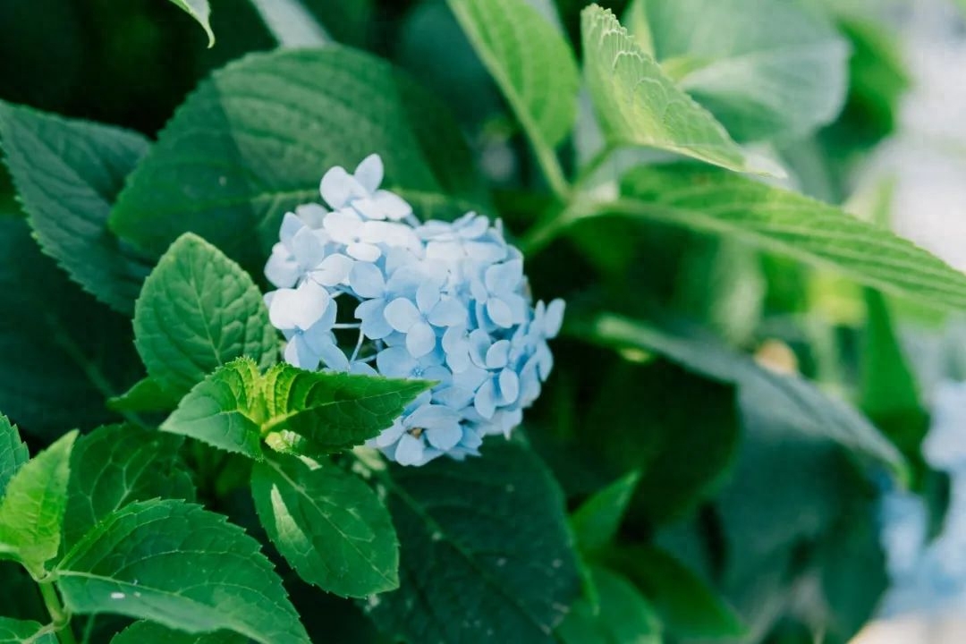 10首唯美《眼儿媚》，你的眼睛里，藏着灿烂星河(图6)