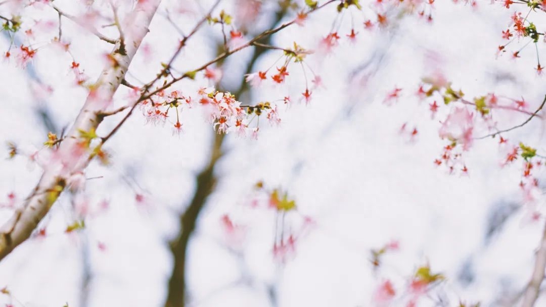 10首唯美《眼儿媚》，你的眼睛里，藏着灿烂星河(图10)