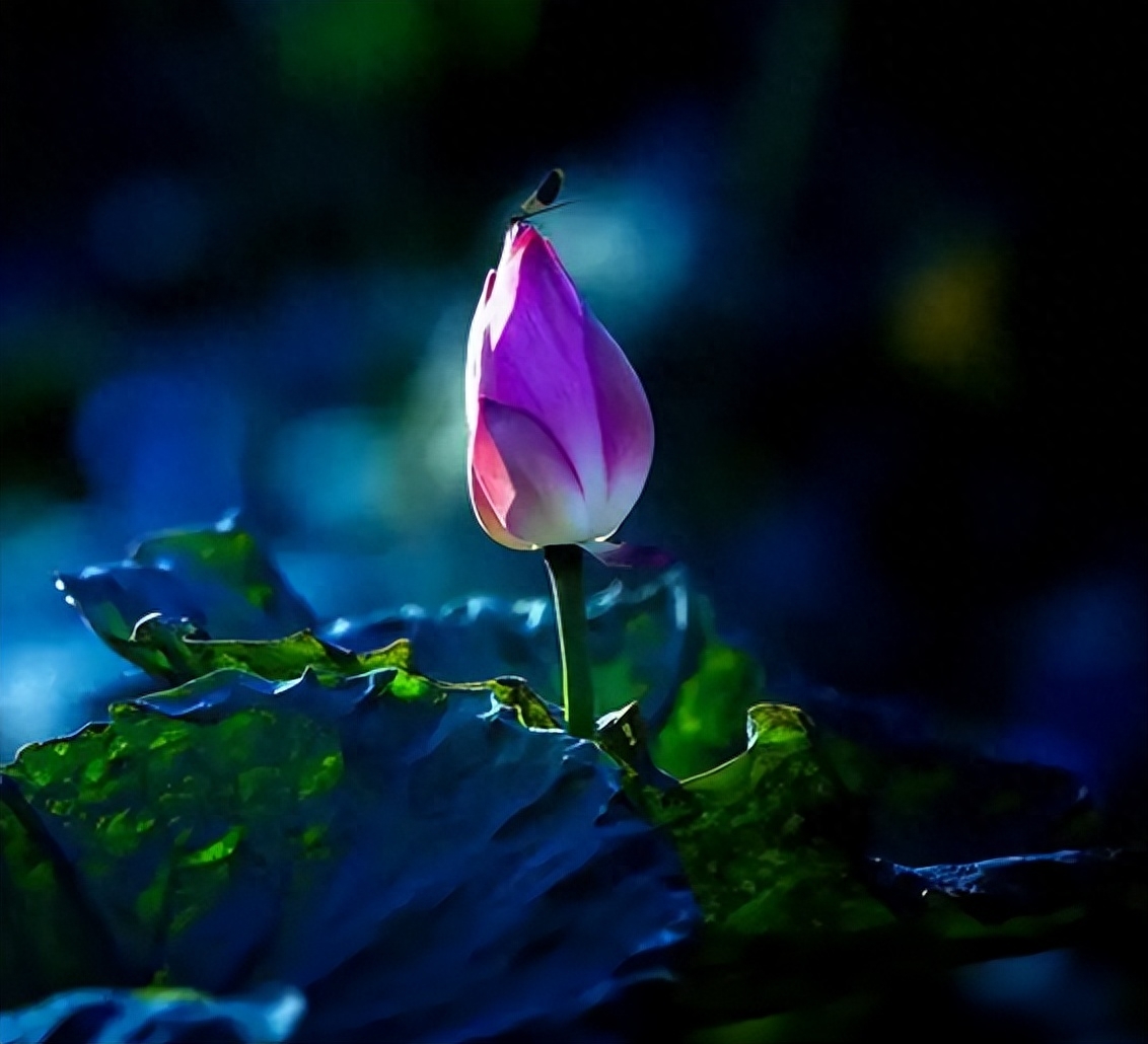 十二首古人描写夏夜的诗词，看古人如何仰望星空，触笔成荫(图9)