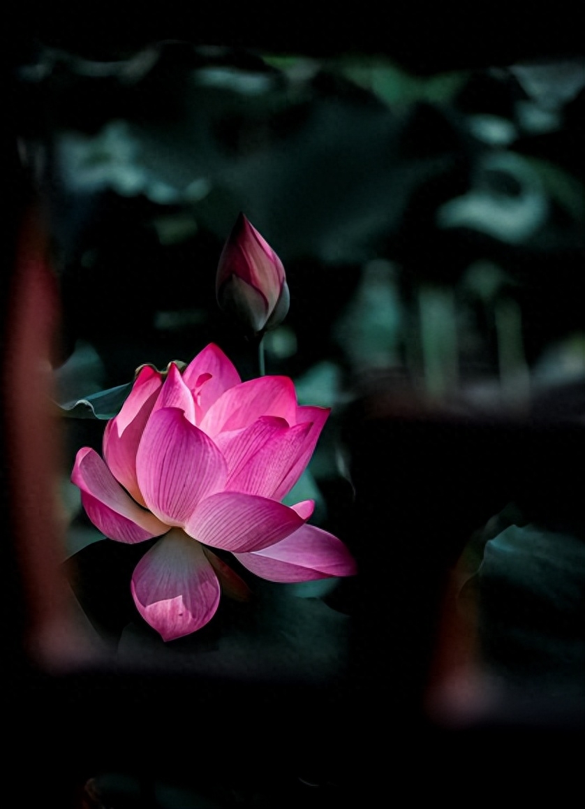 十二首古人描写夏夜的诗词，看古人如何仰望星空，触笔成荫(图19)