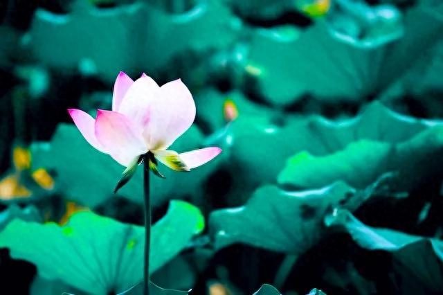 自强不息，厚德载物！修善修福，积善成德(图1)