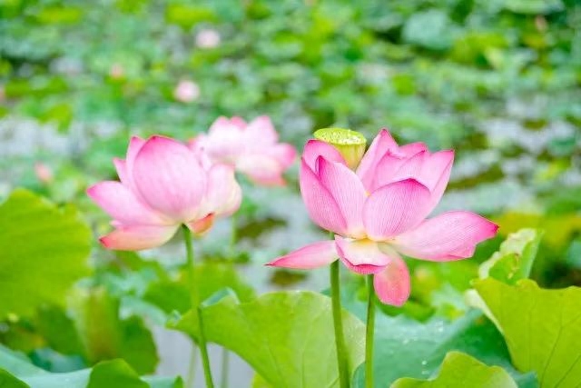 自强不息，厚德载物！修善修福，积善成德(图3)