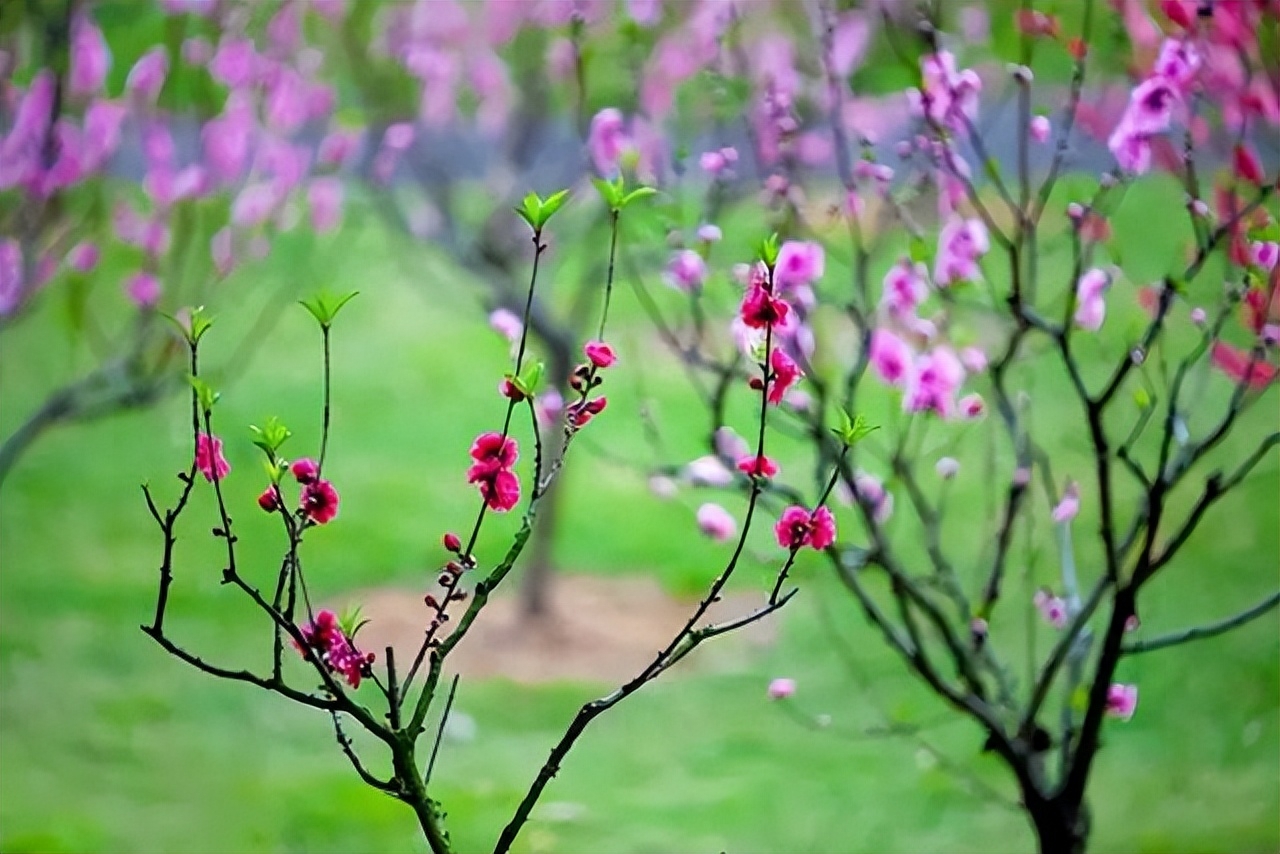 桃花春色暖先开,明媚谁人不看来(图1) 桃花春色暖先开,明媚谁人不看来(图1)