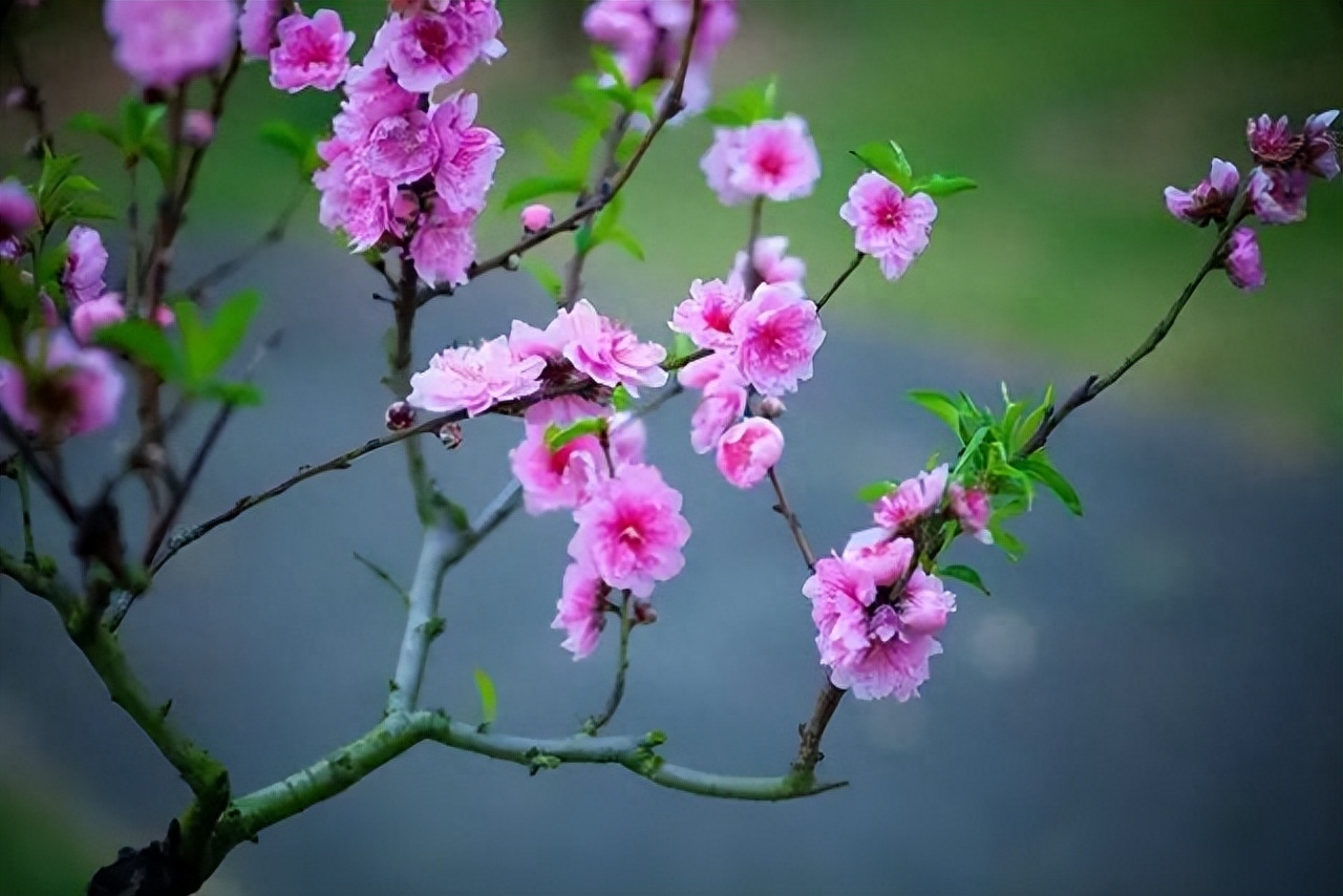 桃花春色暖先开，明媚谁人不看来(图4)