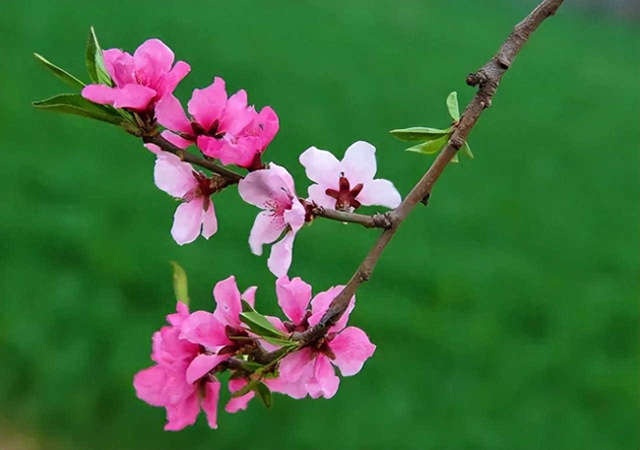 桃花春色暖先开,明媚谁人不看来(图5) 桃花春色暖先开,明媚谁人不看来(图5)