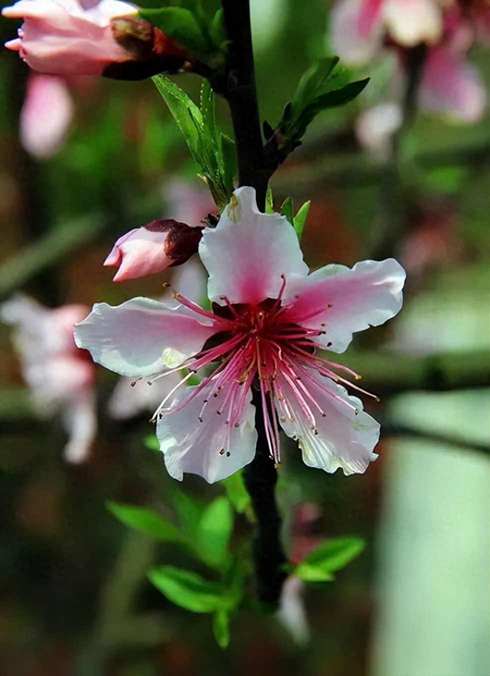 桃花春色暖先开,明媚谁人不看来(图9) 桃花春色暖先开,明媚谁人不看来(图9)
