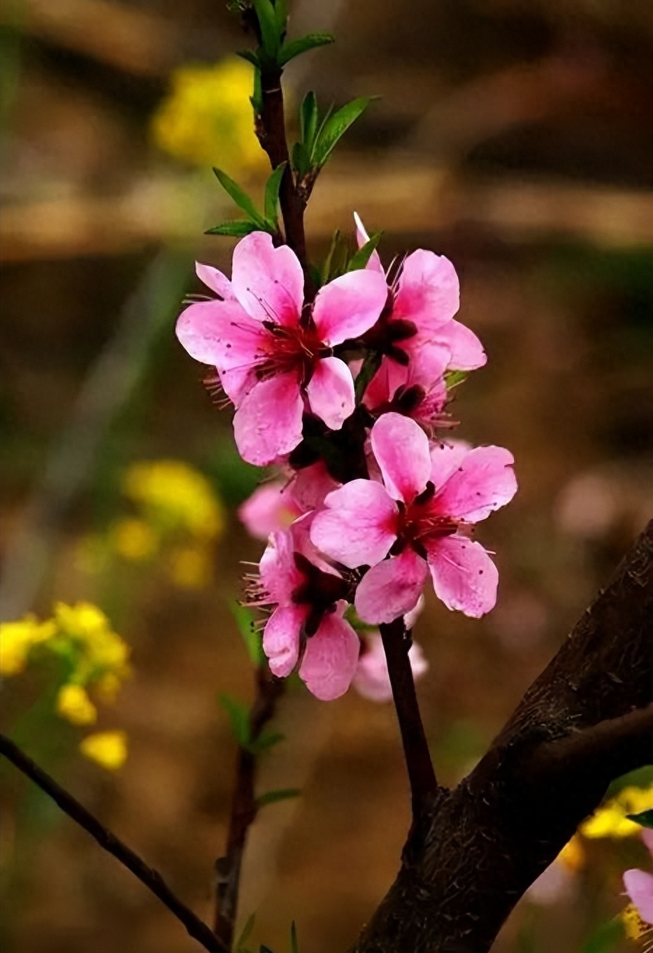 桃花春色暖先开,明媚谁人不看来(图11) 桃花春色暖先开,明媚谁人不看来(图11)