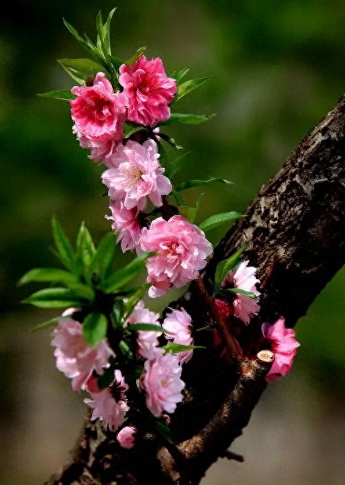 桃花春色暖先开,明媚谁人不看来(图16) 桃花春色暖先开,明媚谁人不看来(图16)