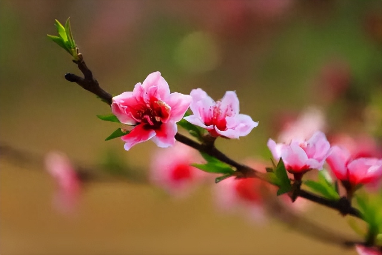 桃花春色暖先开,明媚谁人不看来(图19) 桃花春色暖先开,明媚谁人不看来(图19)