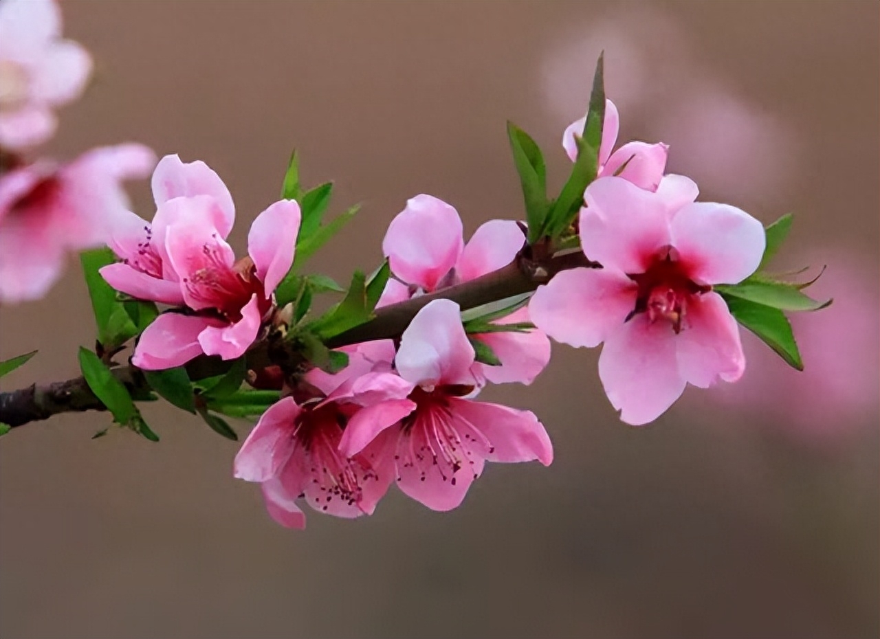 桃花春色暖先开,明媚谁人不看来(图24) 桃花春色暖先开,明媚谁人不看来(图24)