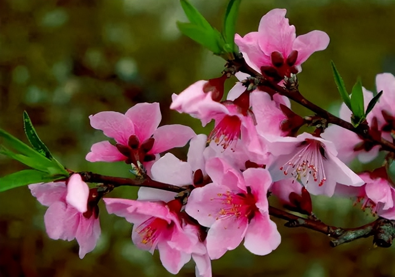 桃花春色暖先开,明媚谁人不看来(图28) 桃花春色暖先开,明媚谁人不看来(图28)