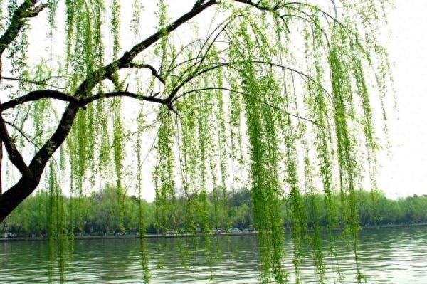 贺知章笔下最美春天，短短四句都是千古名句，结尾更千年无人能越(图1)