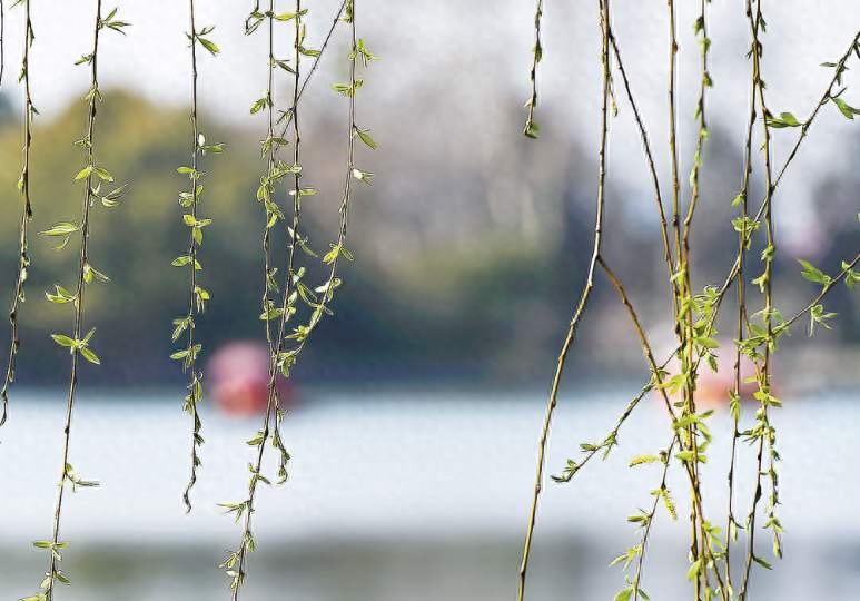 贺知章笔下最美春天，短短四句都是千古名句，结尾更千年无人能越(图4)