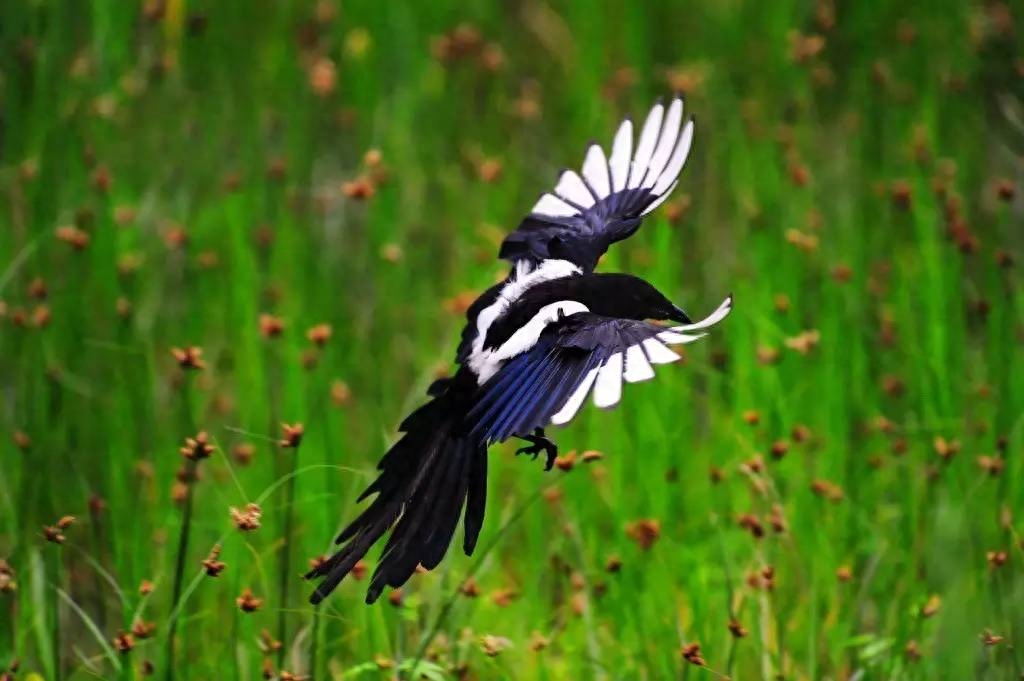诗词鉴赏七夕不闻喜鹊鸣(图2) 诗词鉴赏七夕不闻喜鹊鸣(图2)