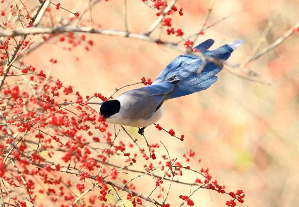 诗词鉴赏七夕不闻喜鹊鸣(图4) 诗词鉴赏七夕不闻喜鹊鸣(图4)