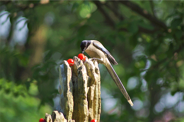 诗词鉴赏七夕不闻喜鹊鸣(图5) 诗词鉴赏七夕不闻喜鹊鸣(图5)