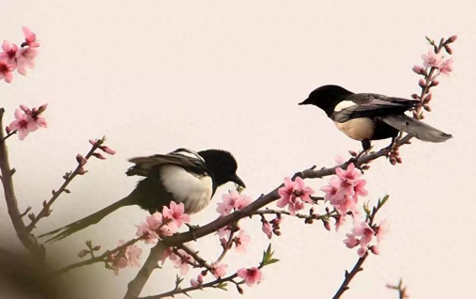 诗词鉴赏七夕不闻喜鹊鸣(图6) 诗词鉴赏七夕不闻喜鹊鸣(图6)