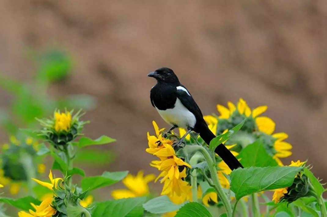 诗词鉴赏七夕不闻喜鹊鸣(图7) 诗词鉴赏七夕不闻喜鹊鸣(图7)
