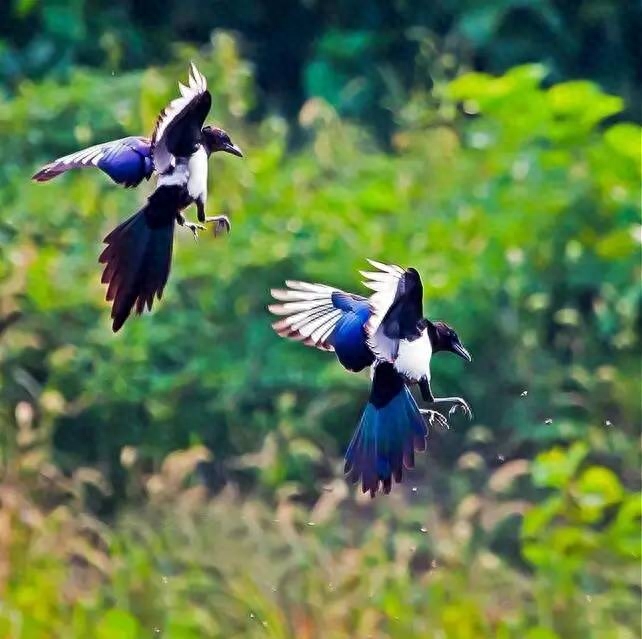 诗词鉴赏七夕不闻喜鹊鸣(图8) 诗词鉴赏七夕不闻喜鹊鸣(图8)