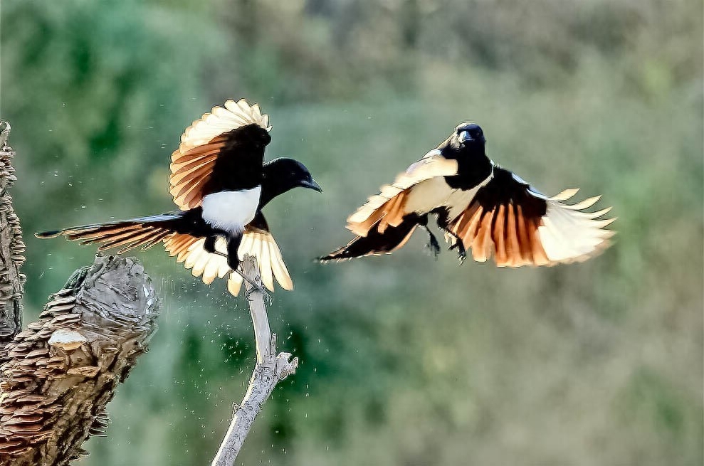 诗词鉴赏七夕不闻喜鹊鸣(图10) 诗词鉴赏七夕不闻喜鹊鸣(图10)
