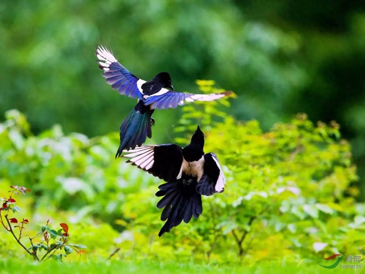 诗词鉴赏七夕不闻喜鹊鸣(图11) 诗词鉴赏七夕不闻喜鹊鸣(图11)