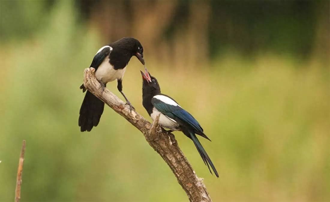 诗词鉴赏七夕不闻喜鹊鸣(图12) 诗词鉴赏七夕不闻喜鹊鸣(图12)