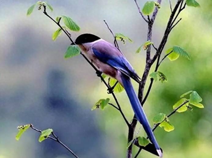 诗词鉴赏七夕不闻喜鹊鸣(图13) 诗词鉴赏七夕不闻喜鹊鸣(图13)