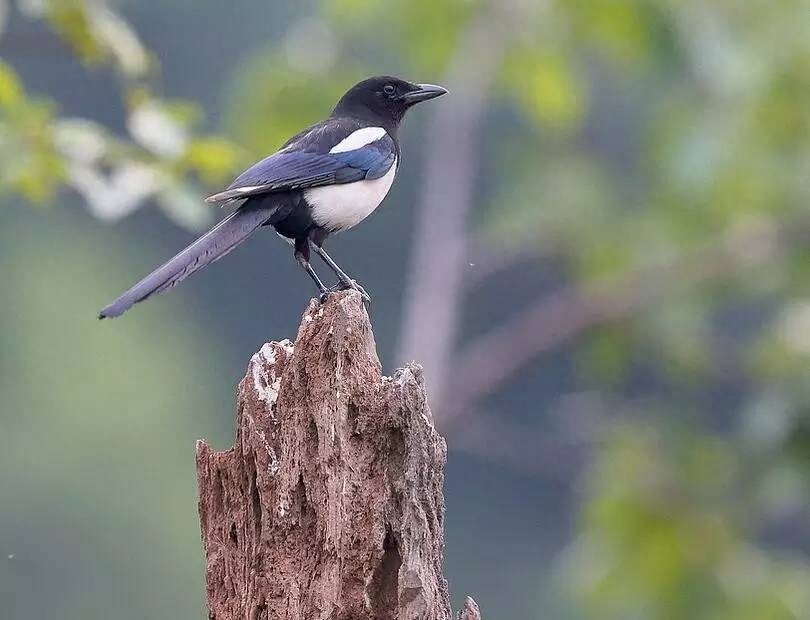 诗词鉴赏七夕不闻喜鹊鸣(图14) 诗词鉴赏七夕不闻喜鹊鸣(图14)