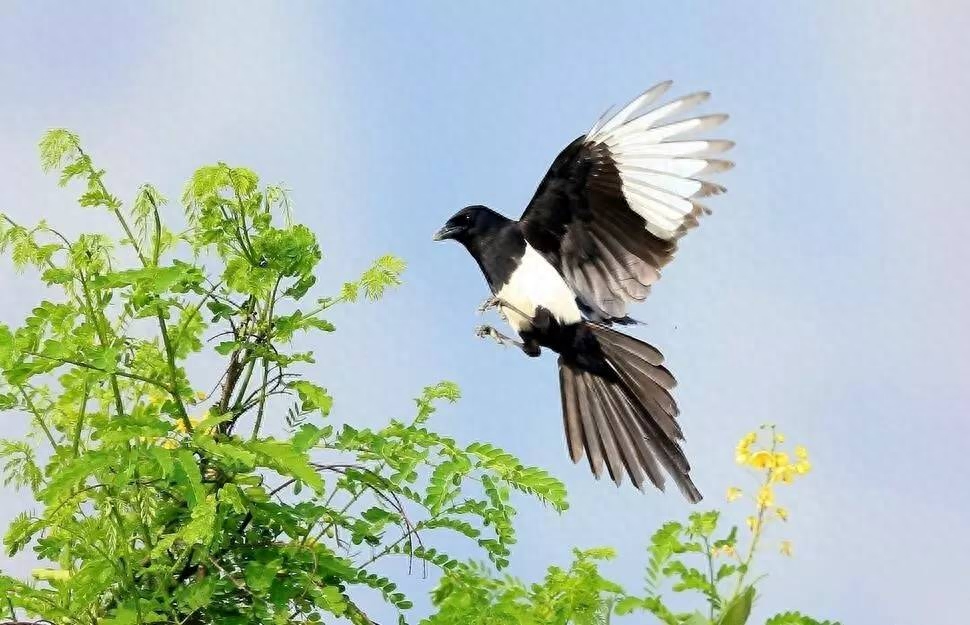 诗词鉴赏七夕不闻喜鹊鸣(图15) 诗词鉴赏七夕不闻喜鹊鸣(图15)