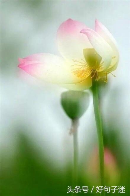 20条佛心禅语悟人生，句句博大精深，不看亏大了！(图2)