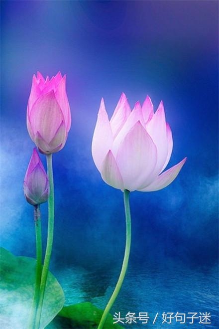 20条佛心禅语悟人生，句句博大精深，不看亏大了！(图6)