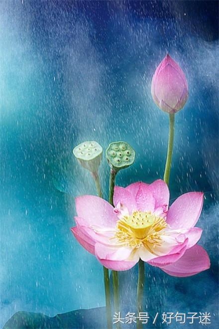 20条佛心禅语悟人生，句句博大精深，不看亏大了！(图8)