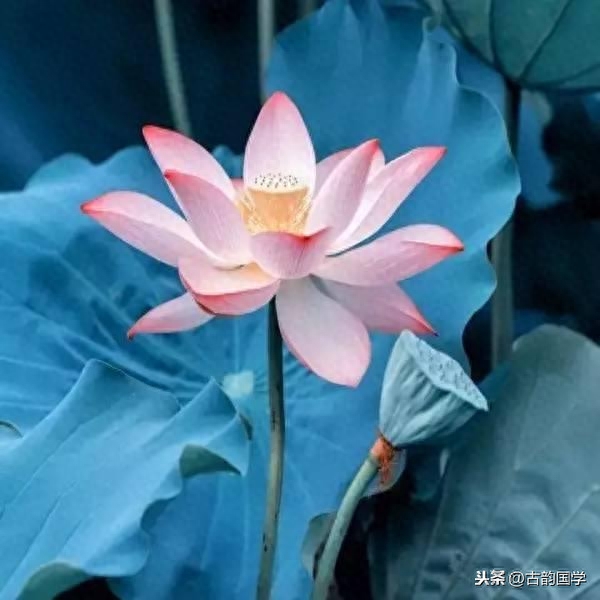 12首最精美的小禅诗，会让心安静下来(图1)