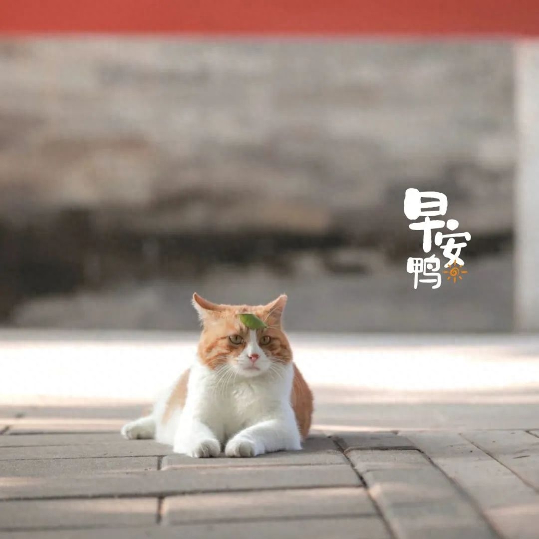 「2023.10.02」早安心语，正能量坚持努力的美好句子 暖心说说图片(图32)