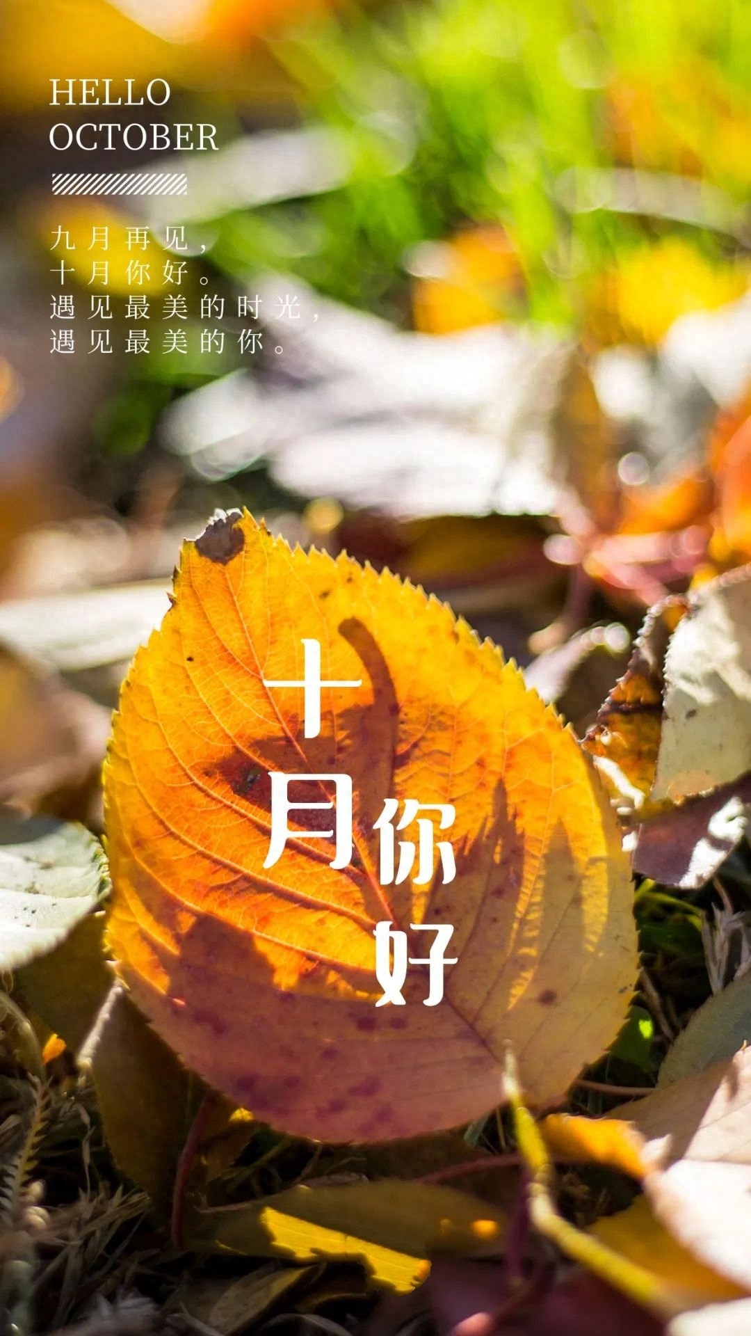 「2023.10.02」早安心语，正能量坚持努力的美好句子 暖心说说图片(图50)