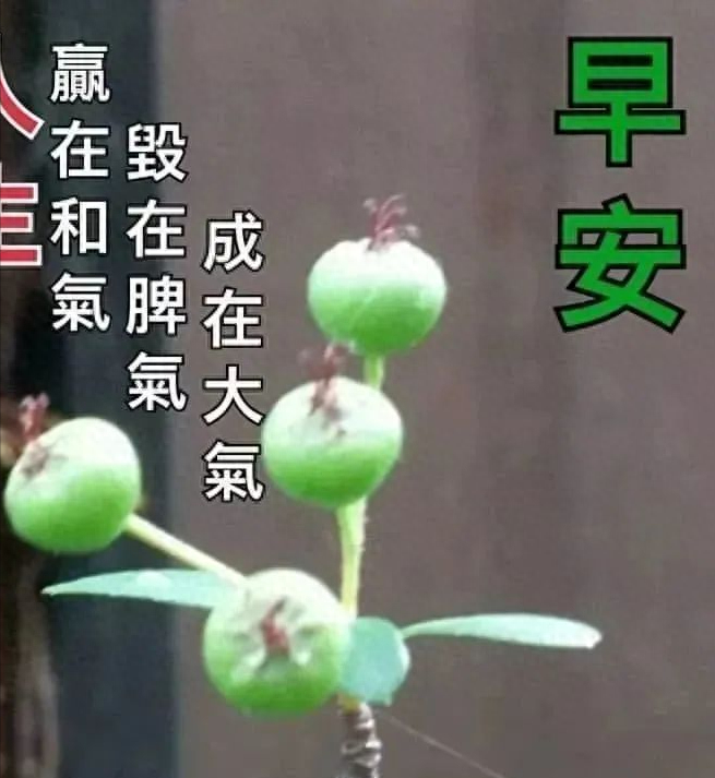 最新朋友圈早上好问候祝福图片带字温馨，正能量有哲理的励志短句(图7)