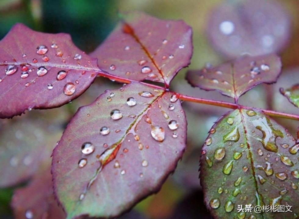 一朵花，开在枝头，是春的寂寞。一个人，跌落人间，是孤独无趣(图2)