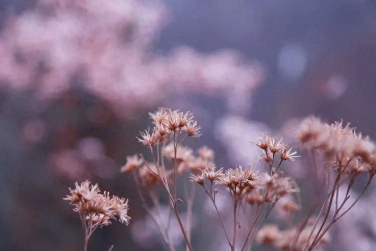 花开花谢，生命的绚烂与禅意(图2)