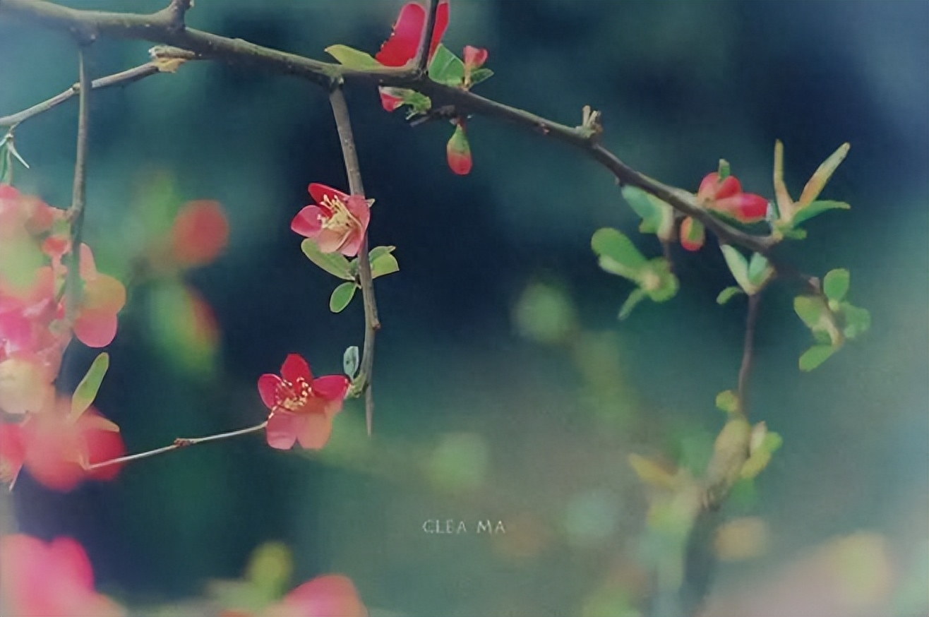 花开花谢，生命的绚烂与禅意(图3)