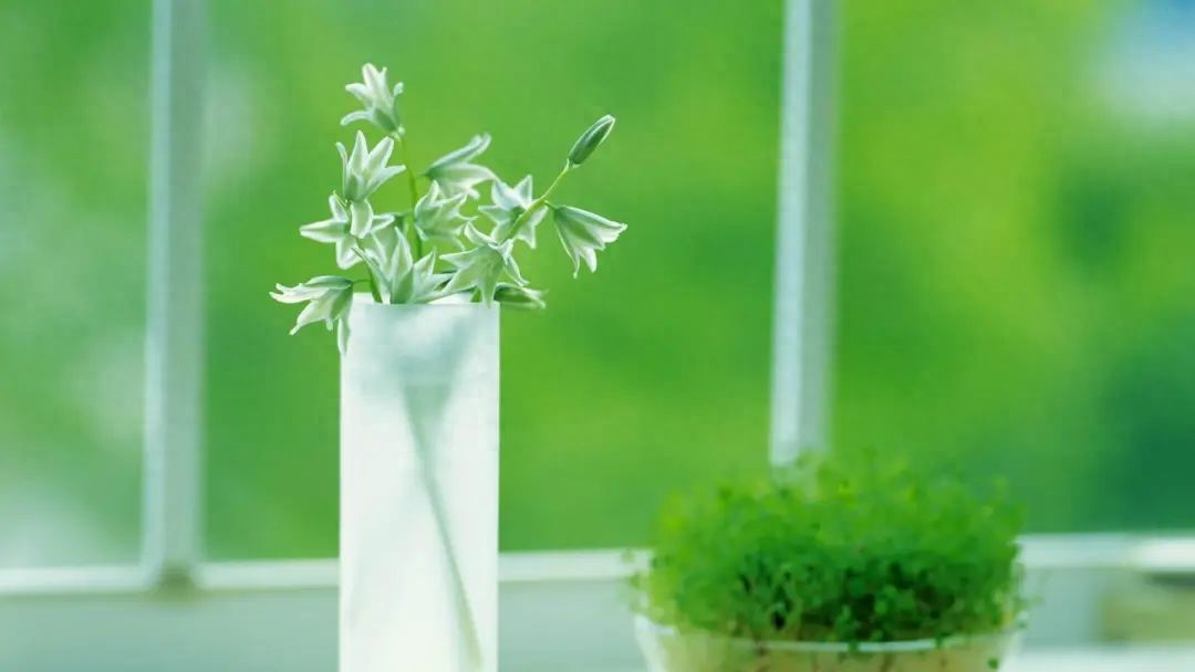 花开花谢，生命的绚烂与禅意(图6)