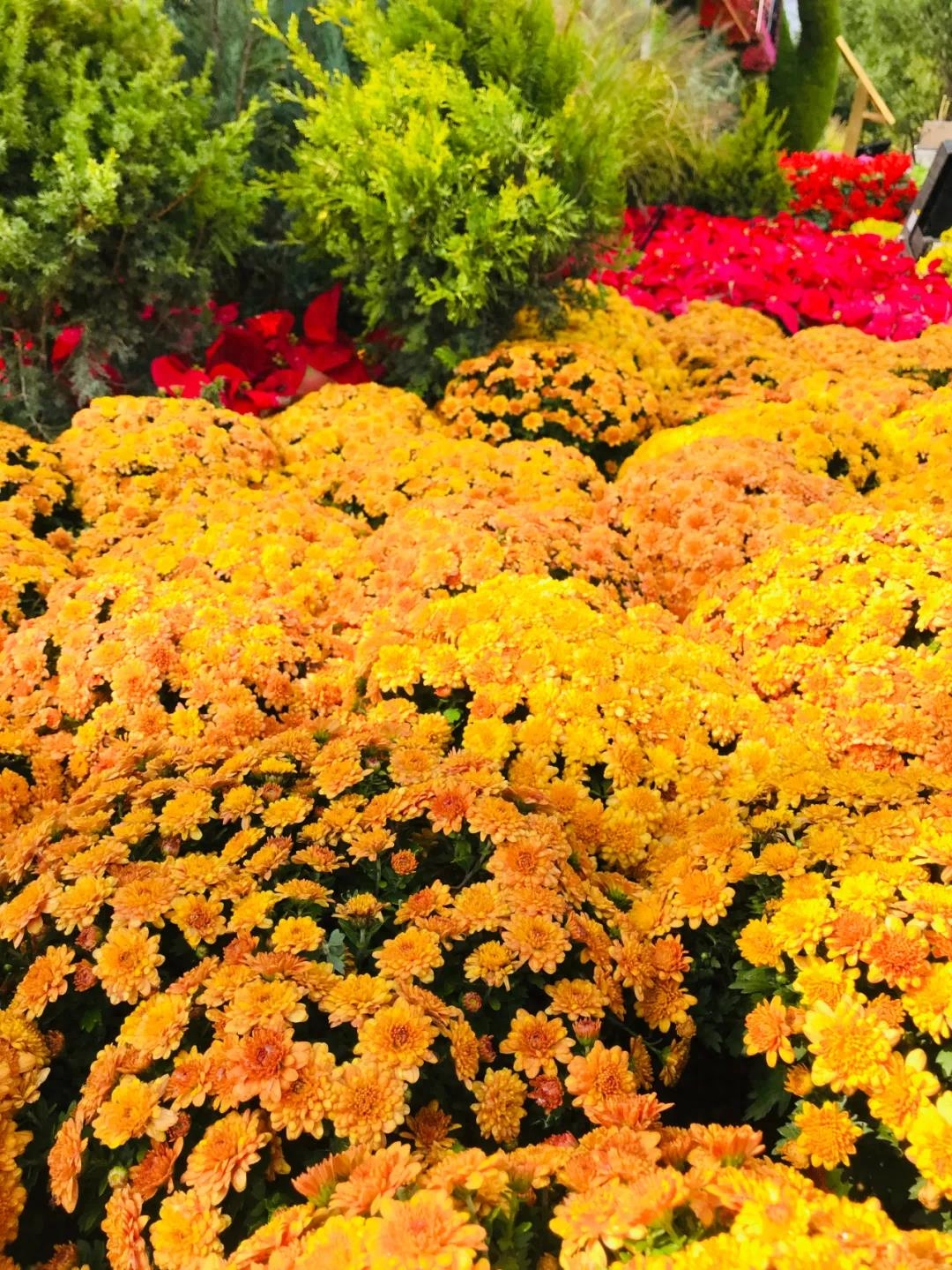 不忘初心圆绮梦，砥砺扬帆再启程。国庆72周年诗词(图11)