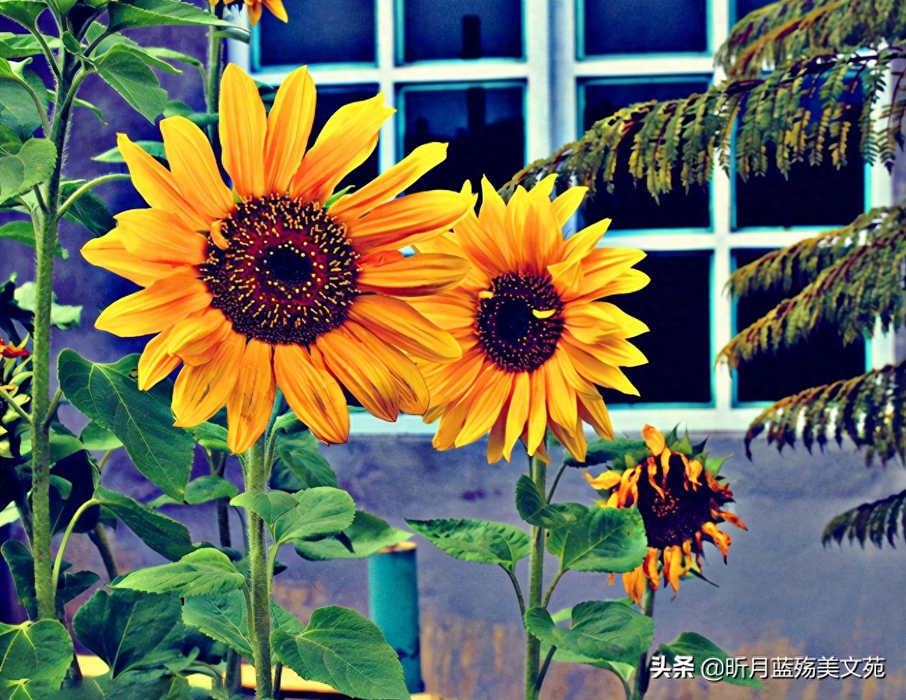 遇见过你，不曾后悔(图1)