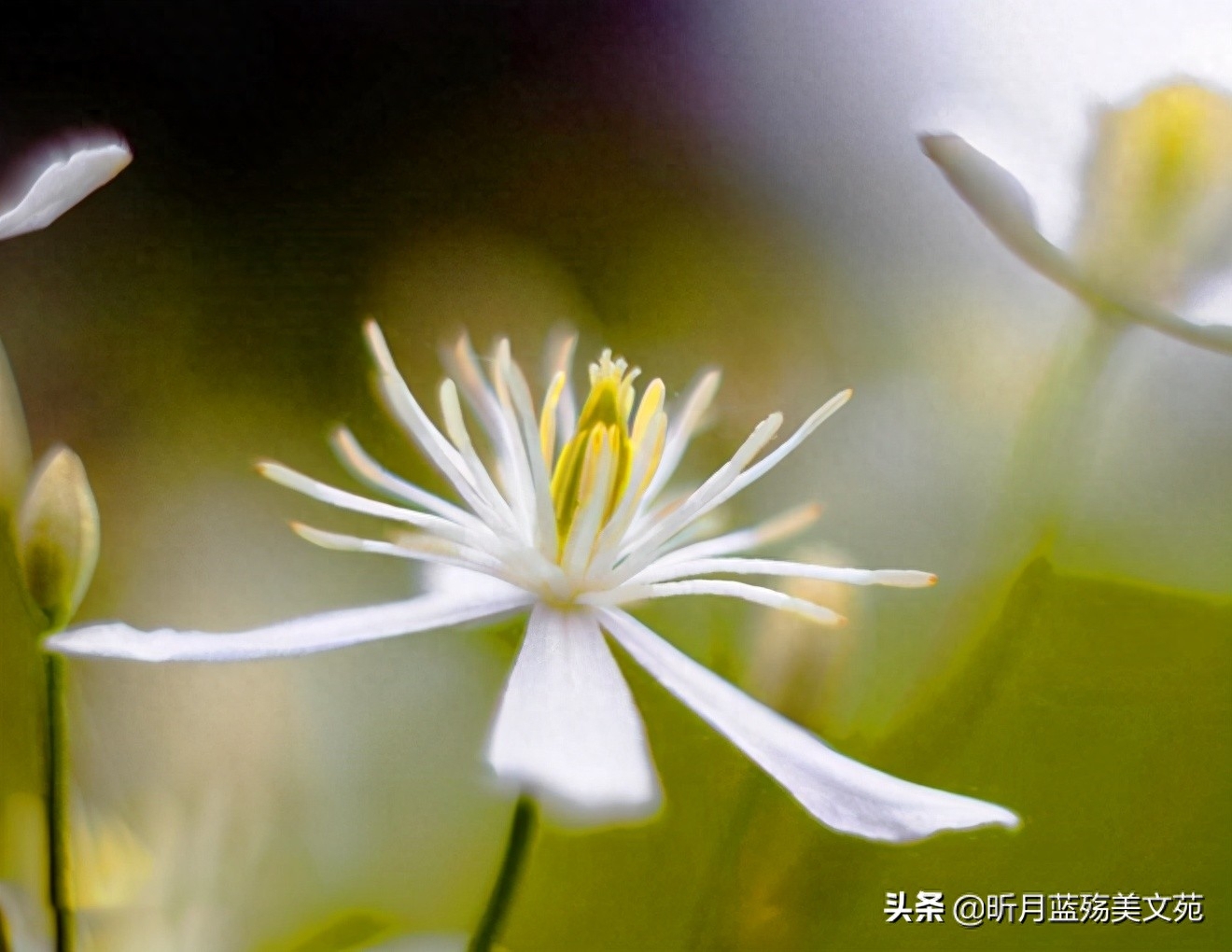 遇见过你，不曾后悔(图3)