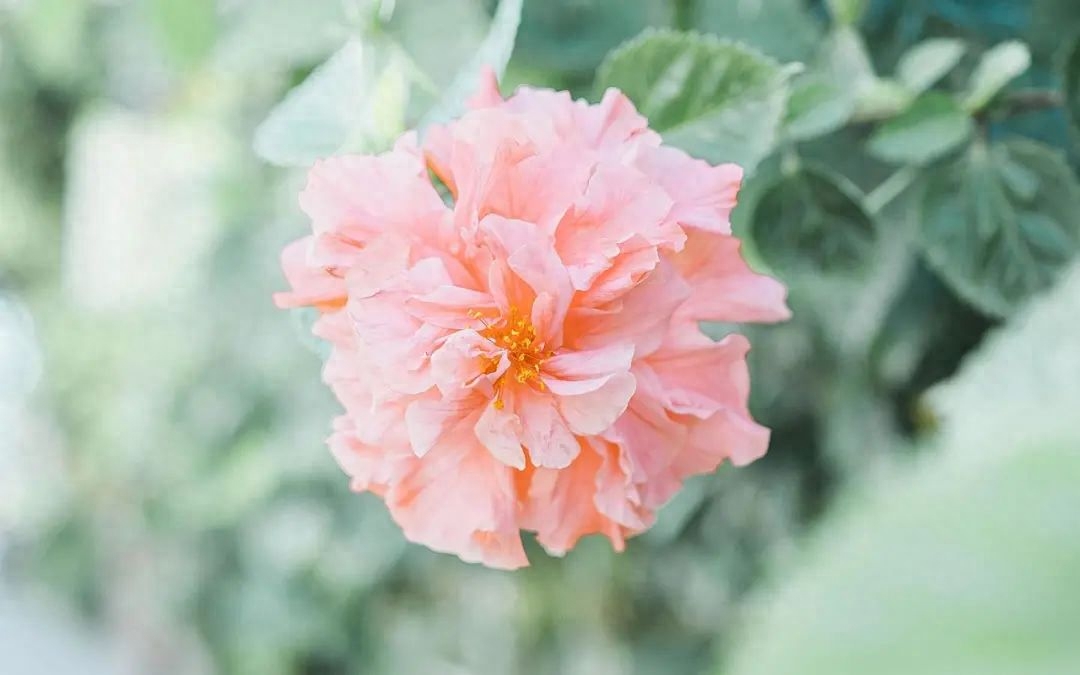 关于绿色环保的句子：追寻清新未来，共筑绿色家园(图1)