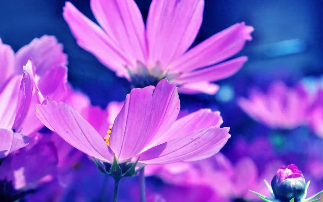 关于绿色环保的句子：追寻清新未来，共筑绿色家园(图2)